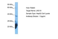 LRRC19 Rabbit anti-Human, Polyclonal, Novus Biologicals 0.1 mL | Buy Online | Novus Biologicals | Fisher Scientific